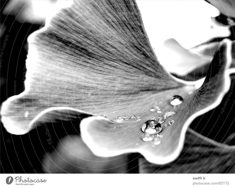 Ginko after the rain Leaf Drops of water Relaxation Rain Flower Blossom Tree Calm Plant Water