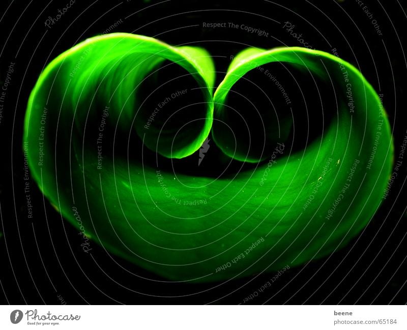 green roll #2 Green Water lily Water lily leaf Light Pond Coil Shadow Nature curled Garden Mysterious Hide