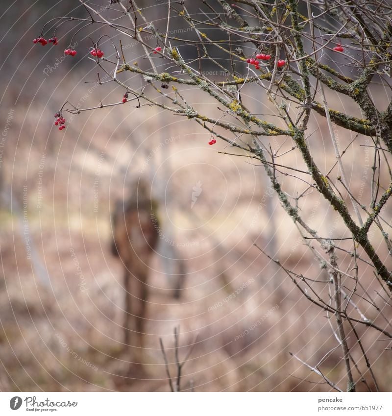 shapeable Nature Landscape Winter Bushes Wild plant Bog Marsh Sign Dark Human being Berries Red Eerie Phenomenon Popular belief Fortune-telling Dwarf Elf Mystic