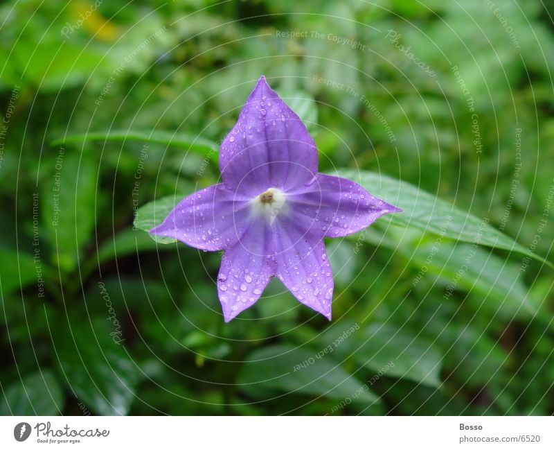 blue flower Close-up Costa Rica Detail Water drops