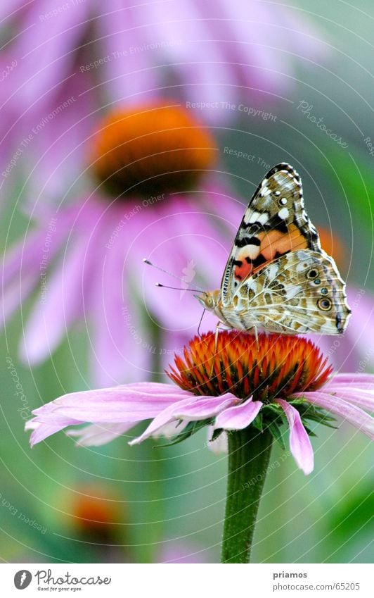 Island of the Blessed Butterfly Flower Multicoloured Feeler colored Wing