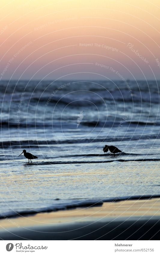 Sunset Birds Beach Ocean Waves Nature Sand Sky Coast Wild Yellow Gold Red Pacific Ocean wave water wildlife solitude seascape fishing orange Colour photo