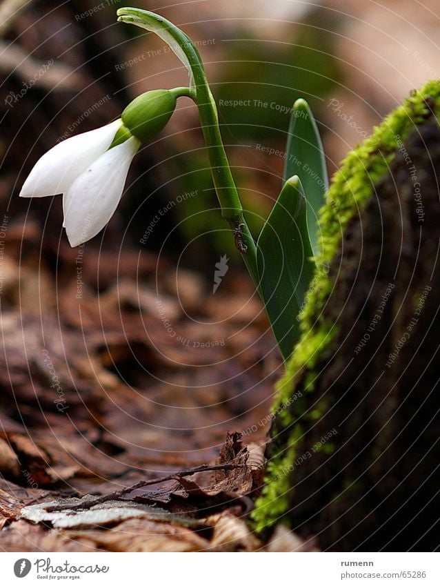 snowdrop Winter Nature flower outddor forest white