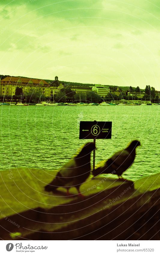 *Pigeon dove Lake Lake zurich Bird Schloss Bellevue Waves Footbridge Watercraft Clouds Coo Hotel Depth of field Cross processing Blur Green Zurich seafront