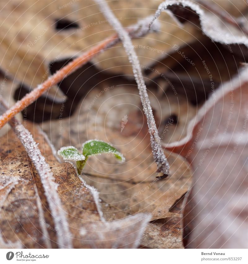 start small Nature Plant Leaf Brown Gray Green Black Small Fresh Vulnerable Frost Hoar frost Stalk Rachis Ice Above Ambitious Spring Winter Growth Colour photo