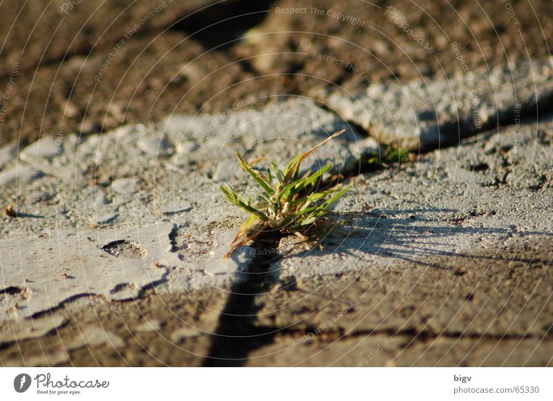 Life in stone Grass Stone Signs and labeling Gray Green Loneliness Center point Parking lot Foreign Paving stone Light Shadow