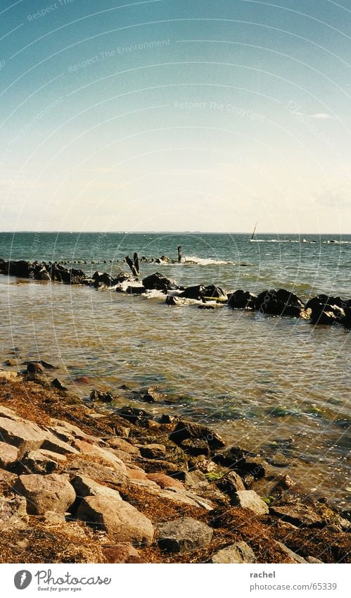 seaweed Colour photo Exterior shot Deserted Copy Space top Day Reflection Sunlight Relaxation Calm Vacation & Travel Tourism Freedom Summer vacation Beach Ocean