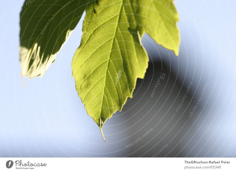 green green green green blooms the gentian Green Leaf Spring Wake up Tree House (Residential Structure) Beautiful Greenfly Pattern Flourish Growth Blossoming