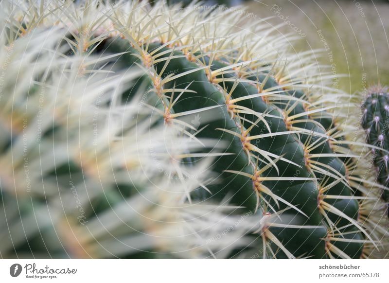 razor-sharp Cactus Thorn White Blur Green Fat Frankfurt Physics Interior shot prick Pain Perspective palm garden Warmth cactus house not fluffy