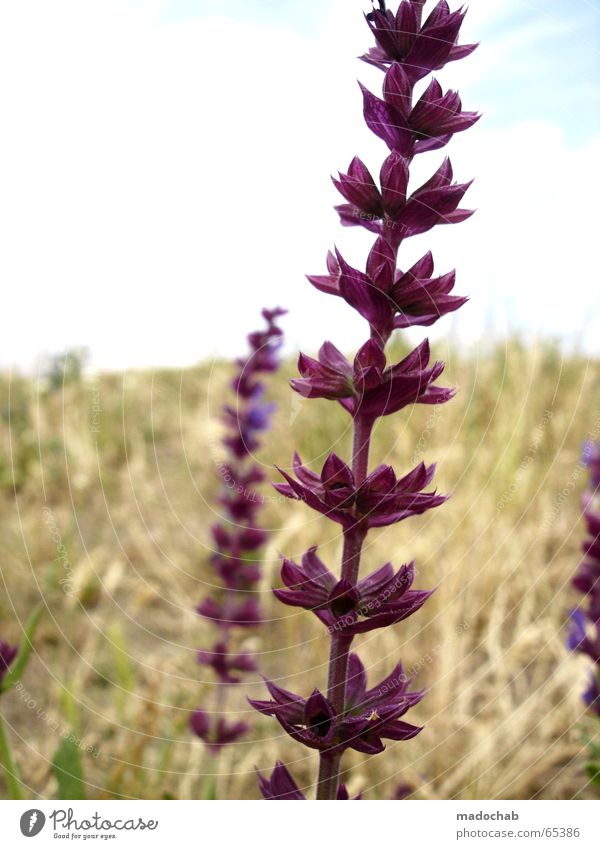 COLORFUL FLOWERS ON A MEADOW Flower Flower power Violet Beautiful Plant Bushes Romance Fragrance Lavender flowers Sky Kitsch Nature green stuff Contentment