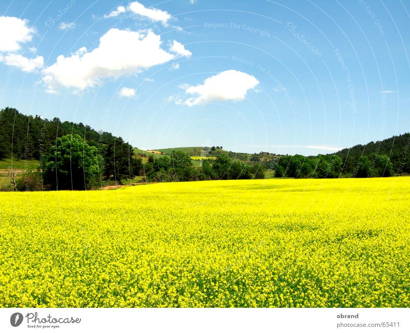 rapeseed body Canola field Multicoloured Windows XP Similar Southern France Exterior shot