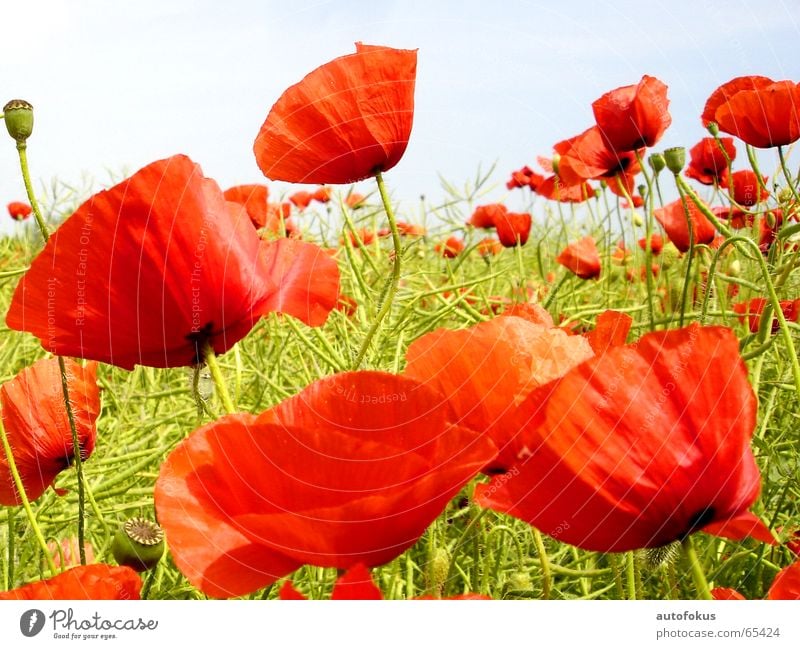 poppies Poppy Flower Red Field Flower field red poppy Colour