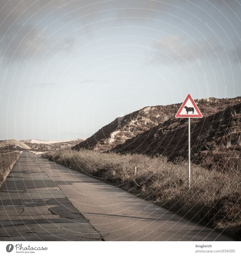 Sylt VII Meat Sheep Environment Nature Landscape North Sea Ocean Dune Germany Europe Road traffic Street Signs and labeling Asphalt Animal 1 Warning sign Blue