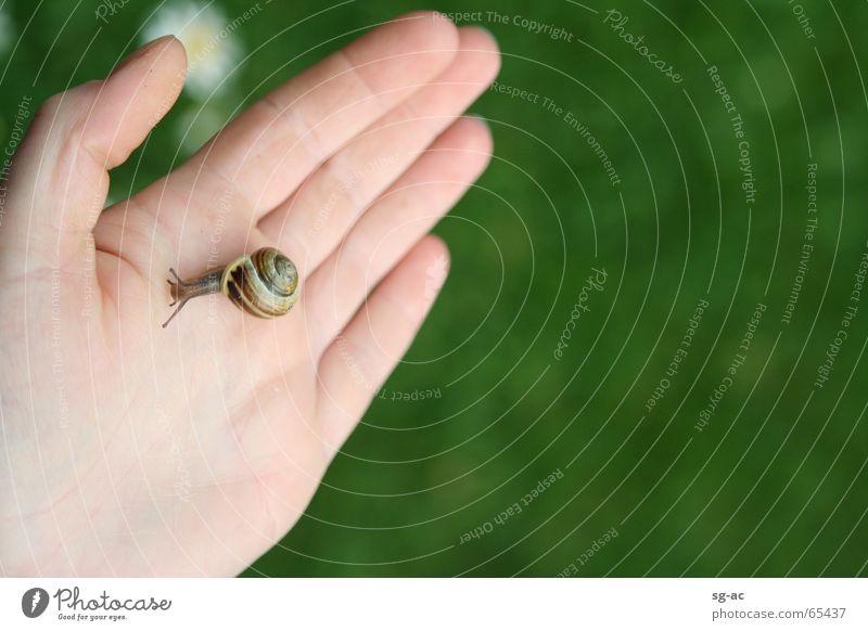 Close contact II Animal Daisy Hand Fingers Feeler Snail shell Hybrid Nature Near Contact close contact magarites critter crawler escargot slug home feel palp