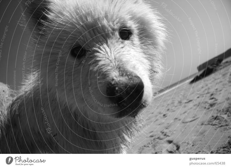 { greyhound III } Dog Husky Beach Physics Portugal Beautiful Warmth Sand Water Bay Beautiful weather Be confident puppy dog Black & white photo blue and white