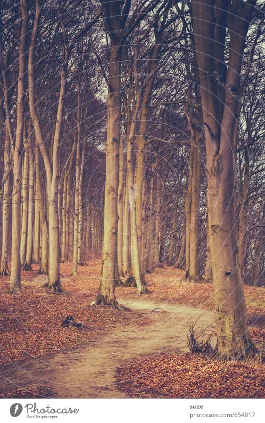 forest path Environment Nature Landscape Plant Earth Autumn Tree Park Forest Lanes & trails Growth Fantastic Large Tall Natural Idyll Target Autumnal Early fall