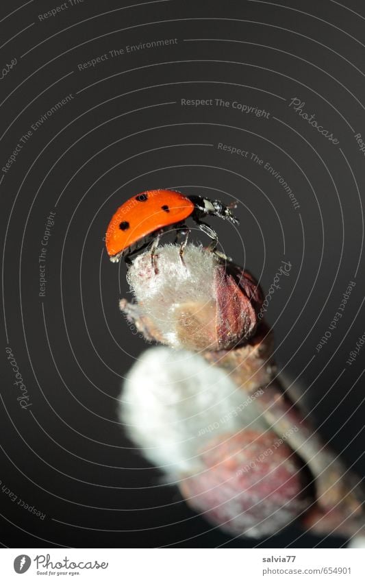 happy Nature Plant Animal Spring Blossom Wild plant Wild animal Beetle 1 Crawl Orange Black Silver Happy Joie de vivre (Vitality) Spring fever Ladybird Insect