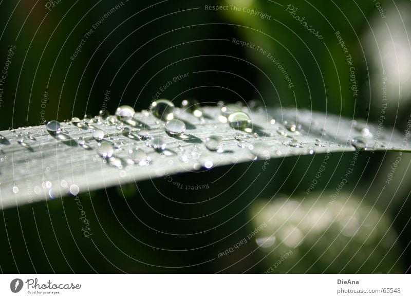 After the rain... Nature Water Rain Green leaf raindrops sunshine Colour photo Exterior shot Deserted Day Blur