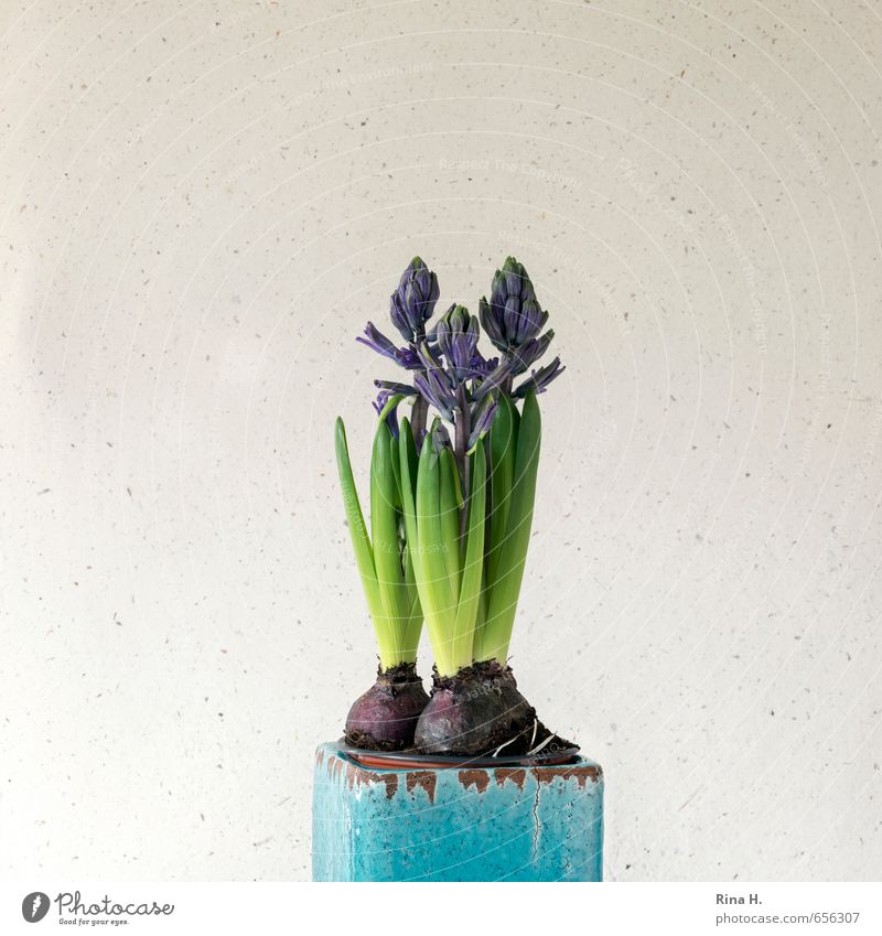 SPRING MESSENGERS Flower Hyacinthus Blossoming Blue Turquoise Joie de vivre (Vitality) Spring fever Neutral Background Bulb flowers Flowerpot Decoration