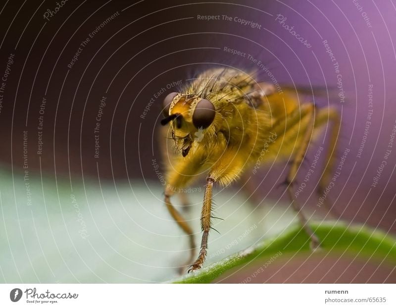 predator Macro (Extreme close-up) Bow Yellow fly animal otddor leaf eyes insect