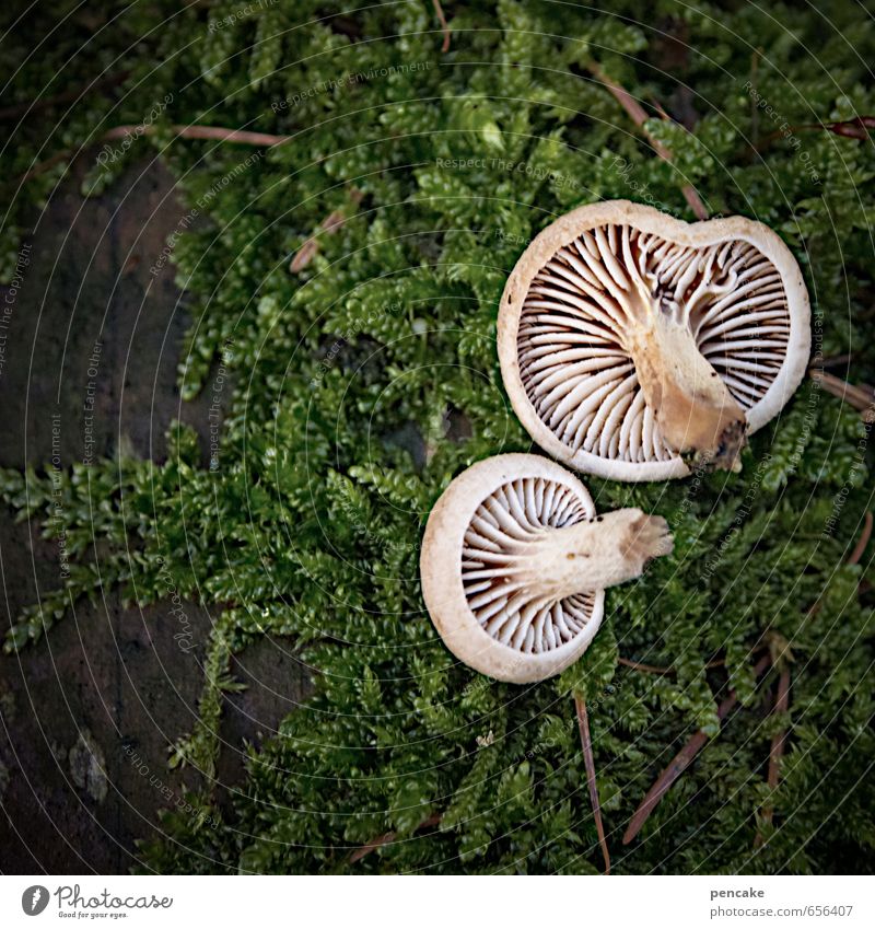 winter mushrooms Environment Nature Plant Elements Earth Winter Climate Climate change Moss Sign Esthetic Mushroom Woodground Lamella Velvet foot Root