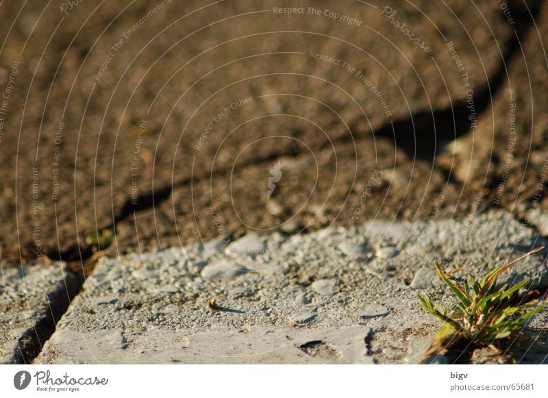 Life in stone #2 Plant Grass Stone Signs and labeling Green Parking lot doesn't fit in here Paving stone Blur