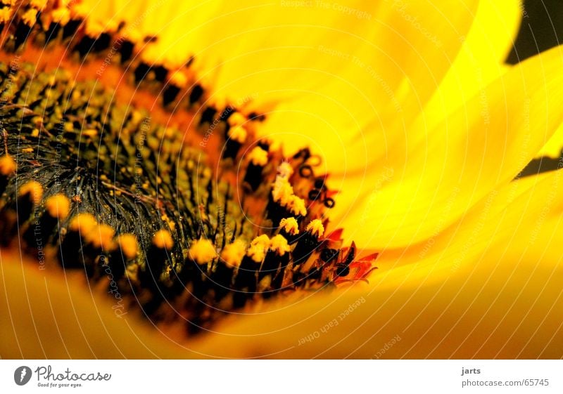 sunny side Sunflower Flower Blossom Summer Yellow Fresh Good mood Macro (Extreme close-up) Close-up Pistil Nature Garden jarts