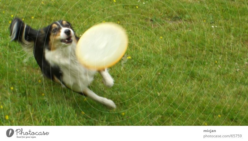 Just have fun Joy Playing Meadow Pet Dog 1 Animal Running Catch Speed Brown Green Black White Frisbee Collie Action Mammal Lawn Bite Dynamics Purebred dog