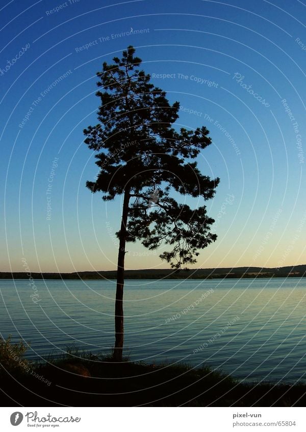 relaxation Tree Fir tree Individual Calm Idyll Romance Relaxation Evening Twilight Lake Reservoir Horizon Decent Light Thought Peace Peaceful Dusk Water Sky