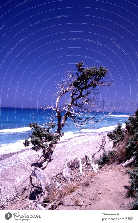 Loneliness on the beach Ocean Bushes Tree Stand Water Sand