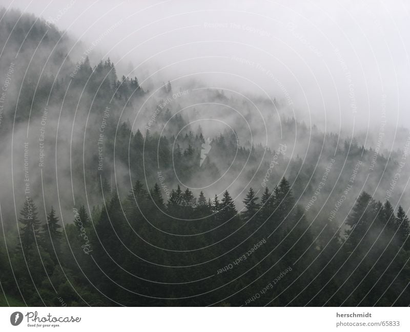 Dark forest Fog Tree Fir tree Clouds Mountain creepy