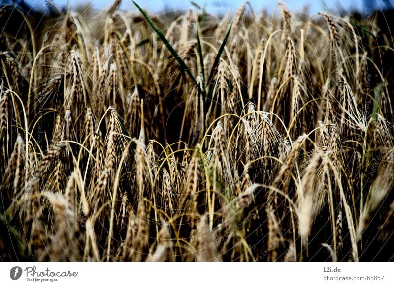 HANG THE HEAD PART II Field Black Brown Yellow Wheat Rye Oats Summer Straw Grain Harvest Blade of grass Nature Organic produce