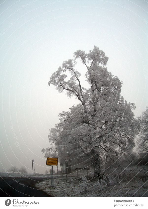 Winter in Marburg Tree Cold Frost city entrance sign