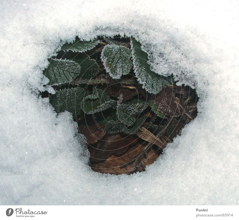 spring Spring Green Plant Cold Background picture Ice Snow Frost Strawberry