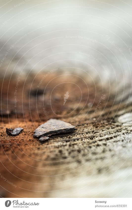 Fragments of age Environment Nature Tree Stone Wood Rust Old Brown Gray Senior citizen Transience age rings Tree stump Slate Circle Structures and shapes