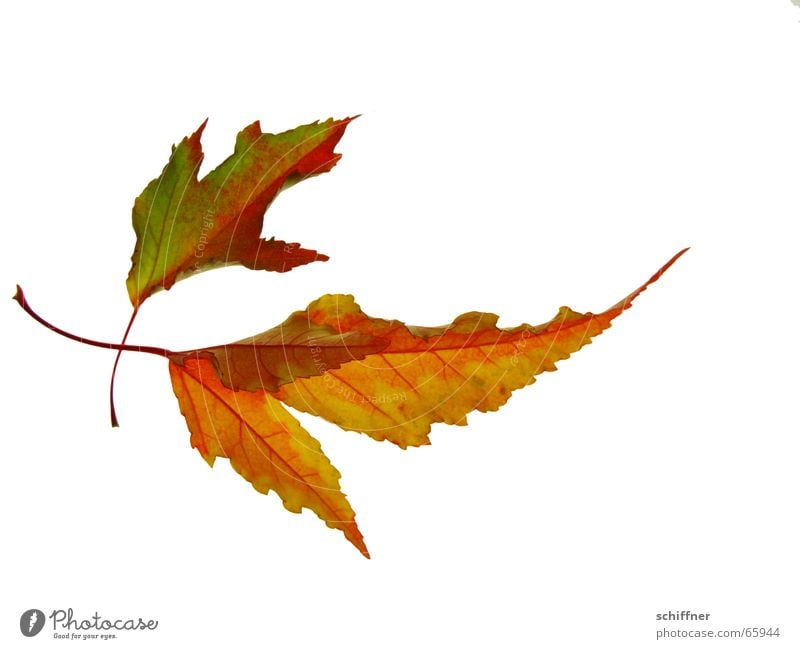 Autumn foliage IV Multicoloured Isolated Image Leaf Together Yellow Red Indian Summer Row Autumnal Autumn leaves Autumnal colours In pairs Bright Colours