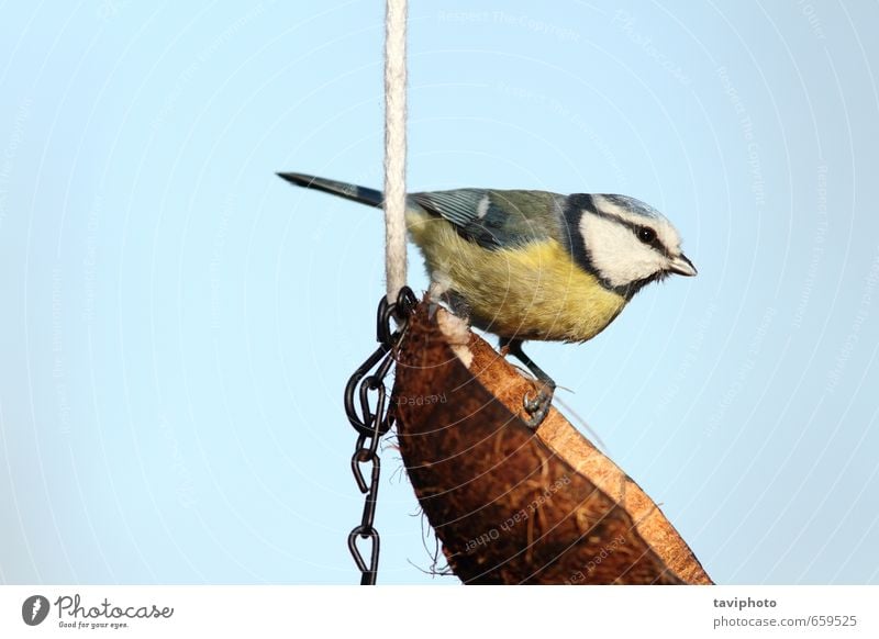 blue tit on a lard feeder Beautiful Winter Garden Nature Animal Sky Bird Feeding Small Cute Wild Blue Yellow White Colour Coconut birdwatching wildlife Feather