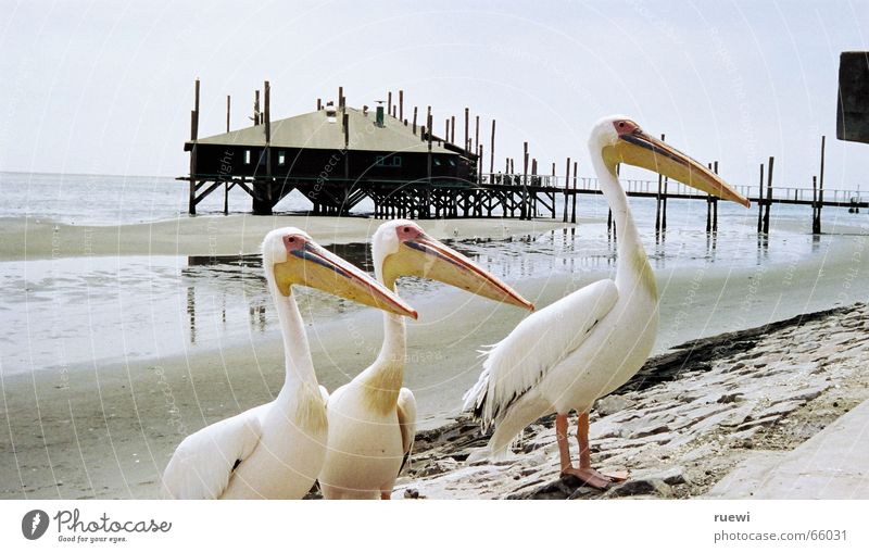 Fish? Nutrition Beach Ocean Animal Sand Coast Walvis bay Namibia Africa Bird Pelican 3 Group of animals Desire Lust Appetite Longing Avaricious Needs Low water