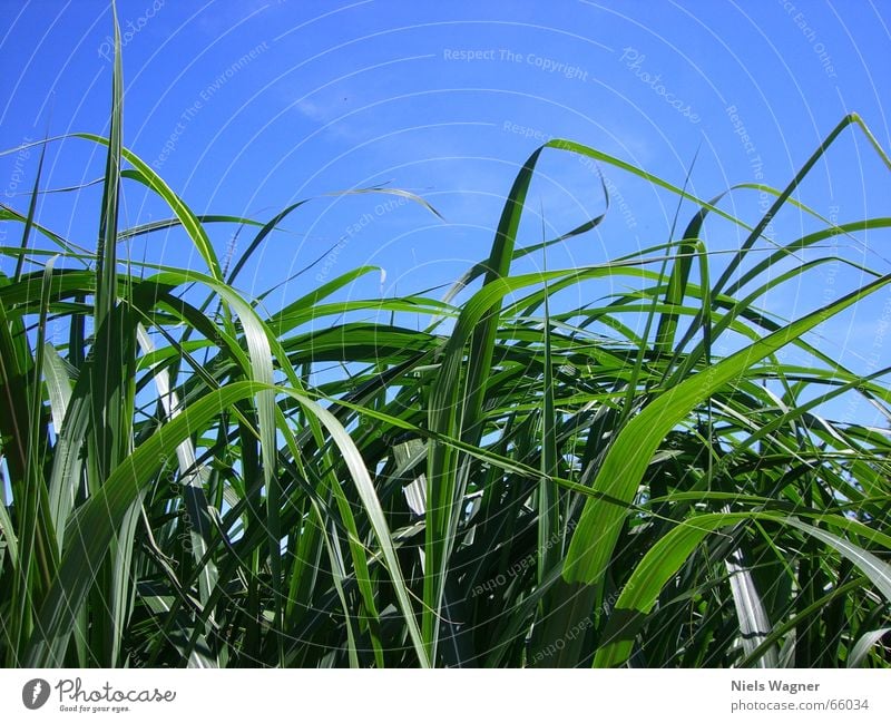 Green under Blue Meadow Bushes Plant Sky Wind