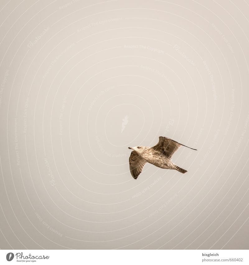 Sylt XVI Sky Animal Bird Seagull 1 Flying Brown Gray Freedom Far-off places Colour photo Subdued colour Exterior shot Deserted Copy Space left Copy Space top