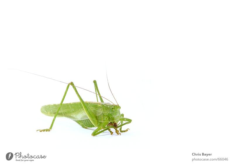 Meal! Great green bushcricket Locust Dryland grasshopper Insect Isopod Pill bug To feed Nutrition prey Hunting Food