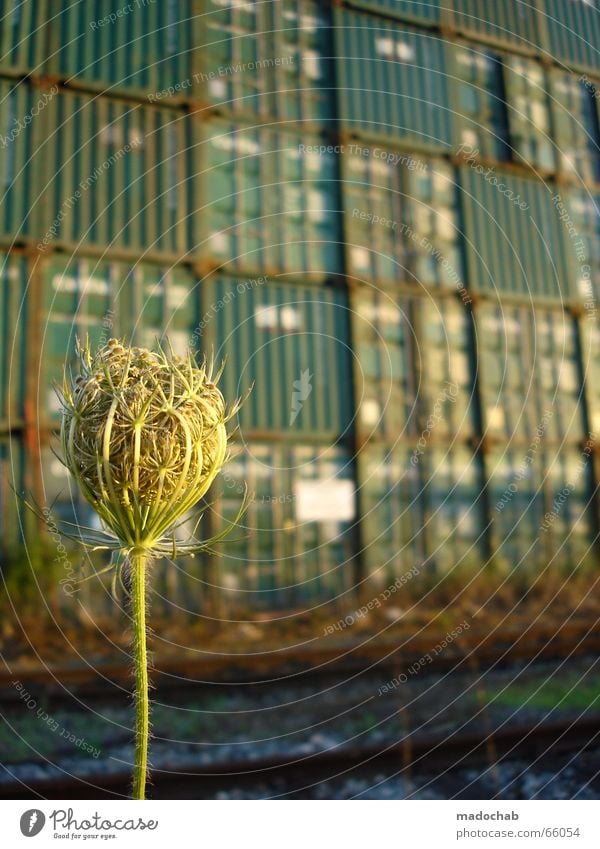 HIGH STACKER CONTAINER IDYLL IN GREEN Cargo Crate Box Flower Thistle Green Railroad tracks Beautiful Plant Blossom Green thumb Container it doesn't get greener