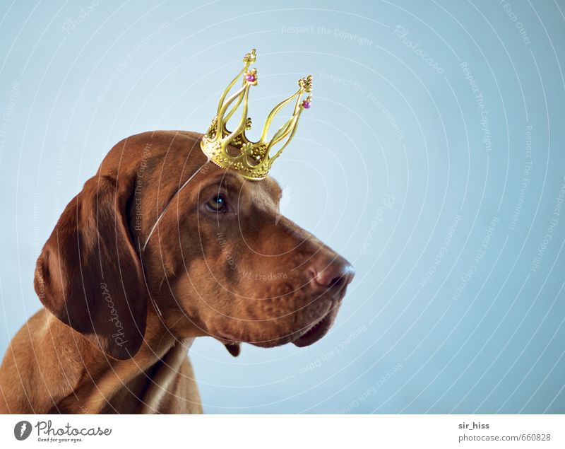 STUDIO TOUR Ben's the king. Elegant Head Dog Crown Sign Touch Wait Famousness Authentic Beautiful Uniqueness Nerdy Cute Crazy Blue Brown Gold Bravery Success