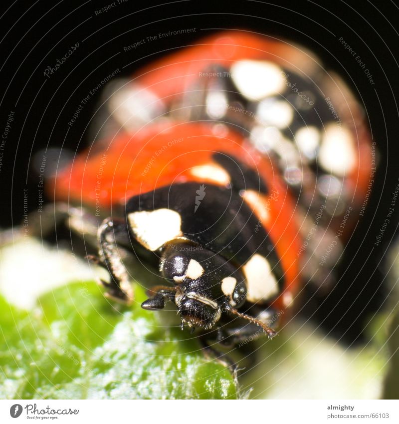 random sample Insect Green Red Beetle love play Macro (Extreme close-up) Close-up