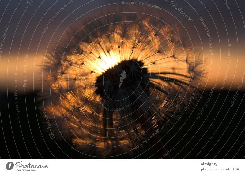 dandelion Dandelion Sunset Dusk Back-light Silhouette Faded