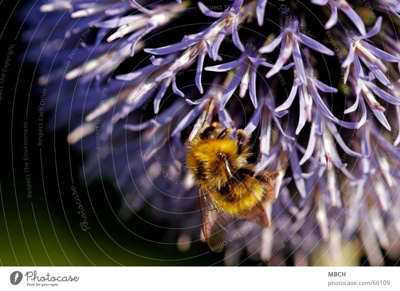 gathering Bumble bee Thistle Flower Collection Stamen Blossom Legs Feeler Pelt Pattern Yellow Black Violet Nectar Wing Eyes