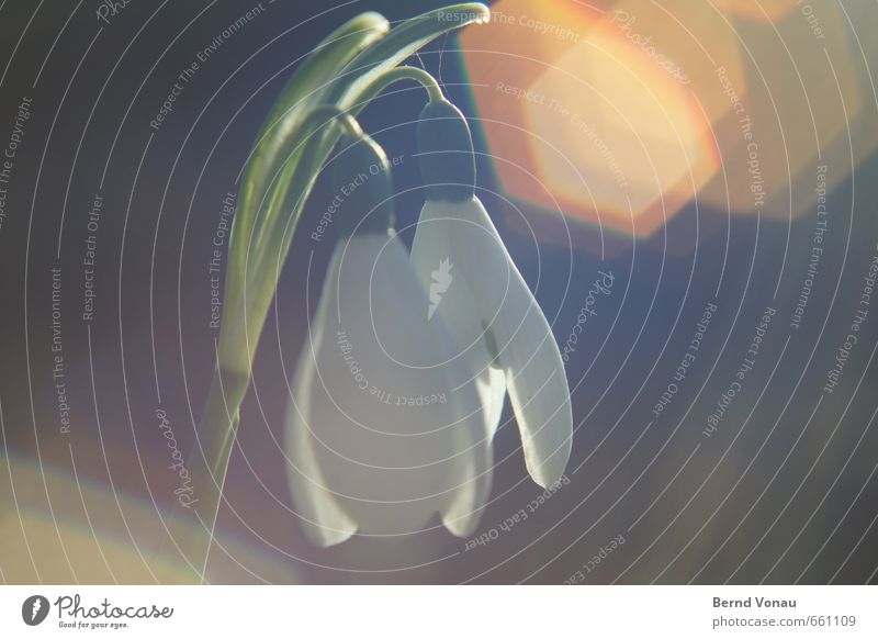 AT THE TOP OF THE STAIRS. Flower Fresh Beautiful Growth Snowdrop Plant Stalk Lens flare Hexagon Orange Green Blur Spring Beginning Hang Macro (Extreme close-up)