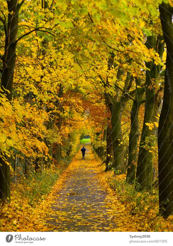 The golden autumn Jogging Environment Nature Landscape Plant Autumn Beautiful weather Wind Tree Grass Bushes Park Forest Avenue Contentment Joy Sports