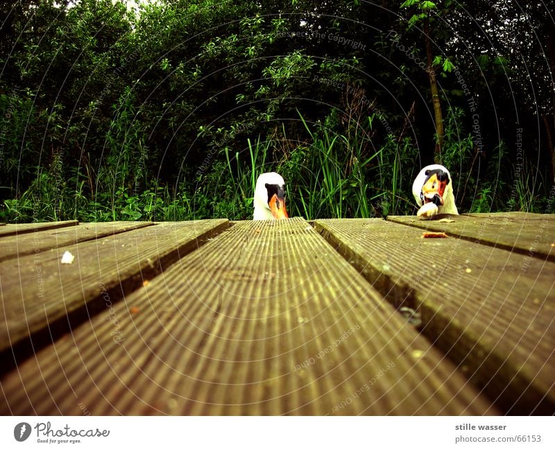 twins Swan Footbridge Bushes Tree Feeding by the water Nutrition