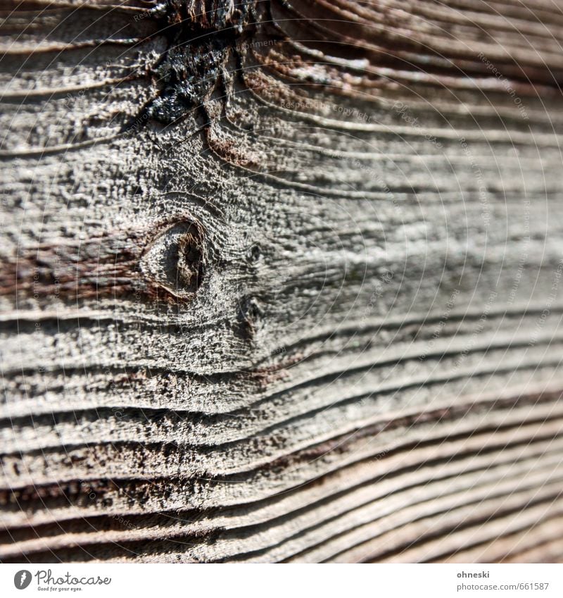 wood Nature Tree Wooden board Line Brown Knothole Wood grain Colour photo Subdued colour Exterior shot Abstract Pattern Structures and shapes Copy Space right